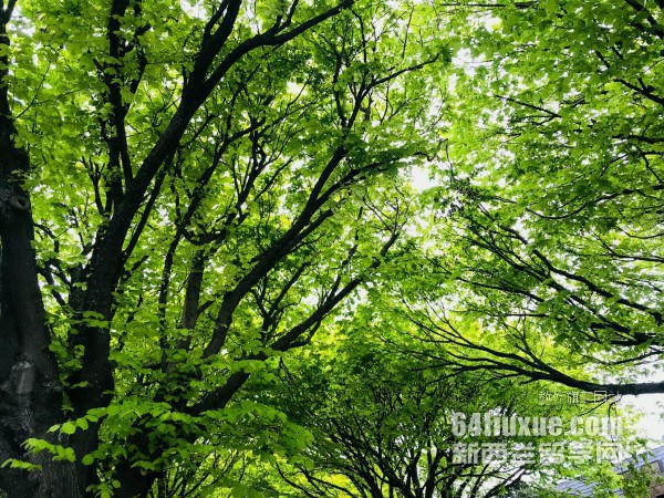 新西兰奥克兰大学硕士