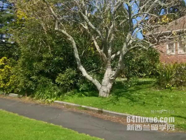 新西兰留学期间可以打工吗