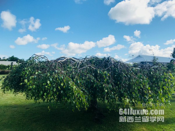 新西兰公立大学预科课程怎么安排