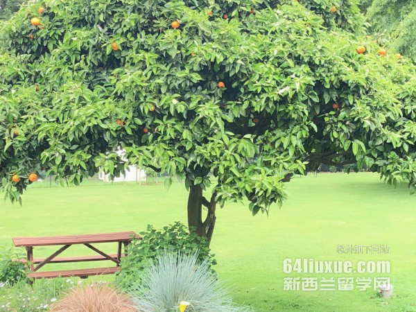 新西兰留学什么专业好就业