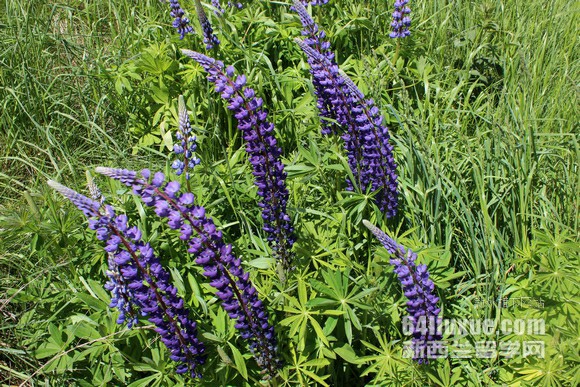 ȥ��������ѧ��Ԥ��Ҫ��