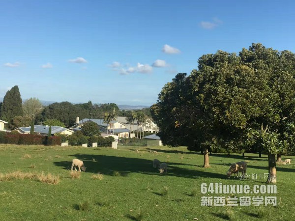 去新西兰留学的费用多少钱