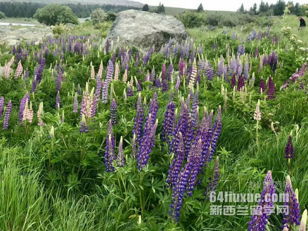 惠灵顿维多利亚大学预科