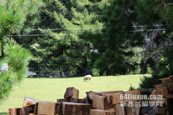 怀卡托理工学院宿舍