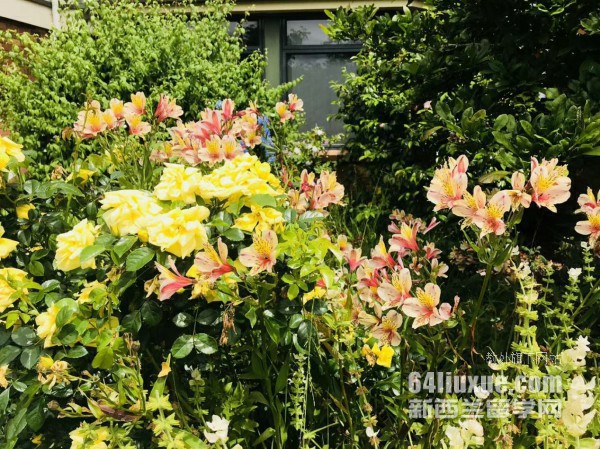 新西兰留学高中费用多少