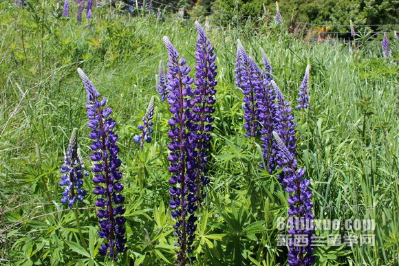 新西兰农业大学排名