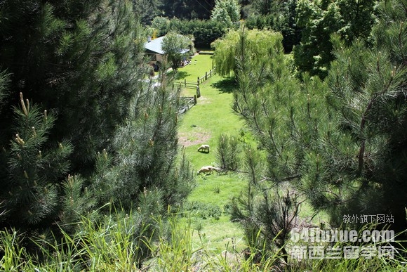 到新西兰读幼教哪所大学好