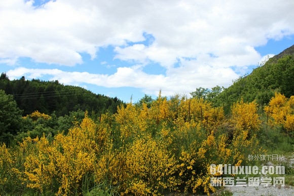 新西兰大学语言直升班