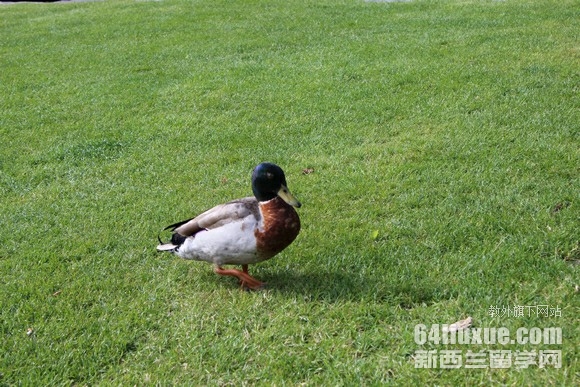 新西兰大数据科学专业