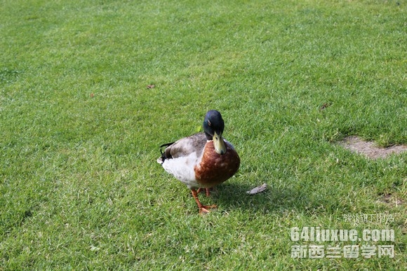新西兰预科学院