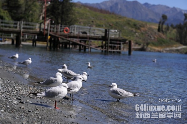 去新西兰读研究生的要求
