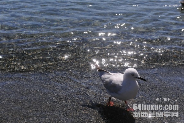 新西兰读研究生打工