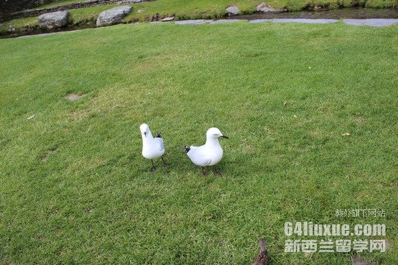 新西兰大学留学好处