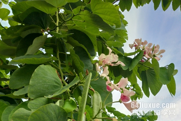 泰国留学英语有没有要求