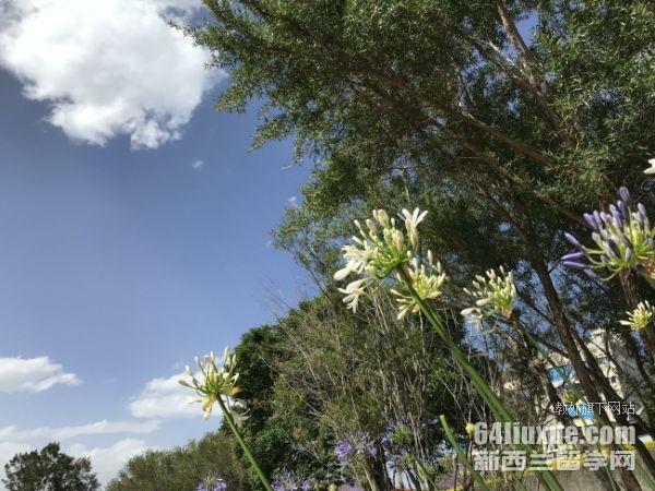 新西兰留学一年费用