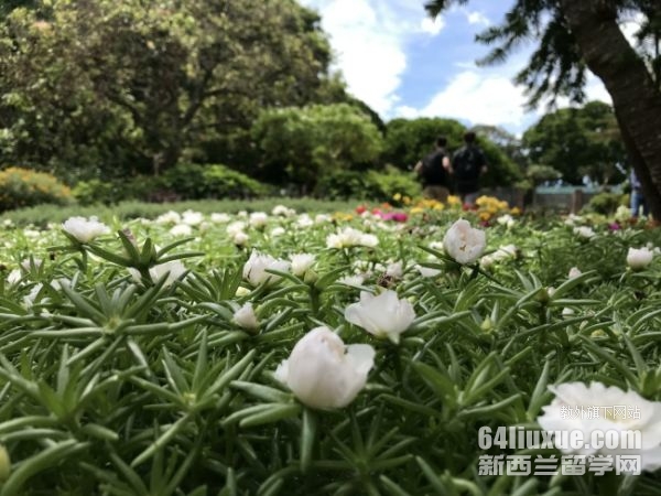 新西兰艺术类留学费用