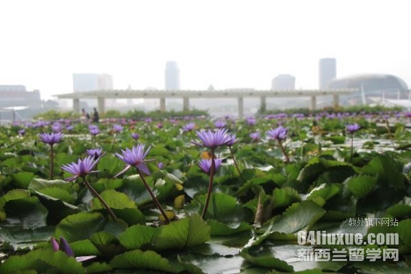 新加坡私立大学研究生专业
