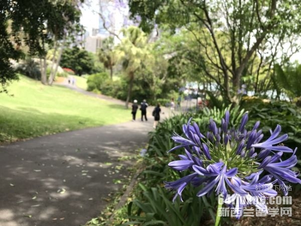 多伦多大学本科申请本校条件