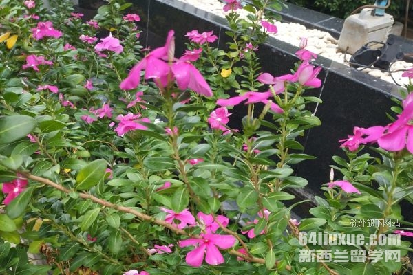 曼谷私立大学排名