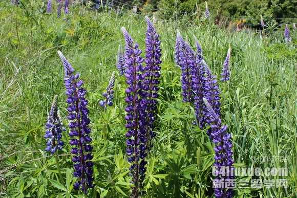 新西兰梅西大学商学院