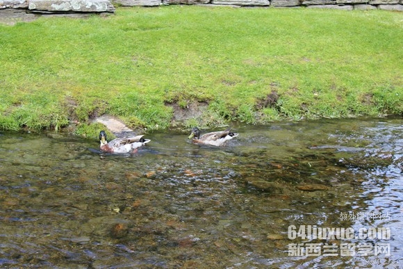 新西兰大学留学一年生活费