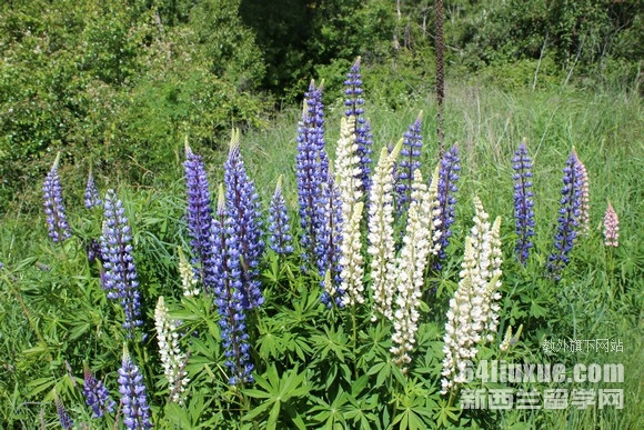 �������¿�����ѧ��qs����