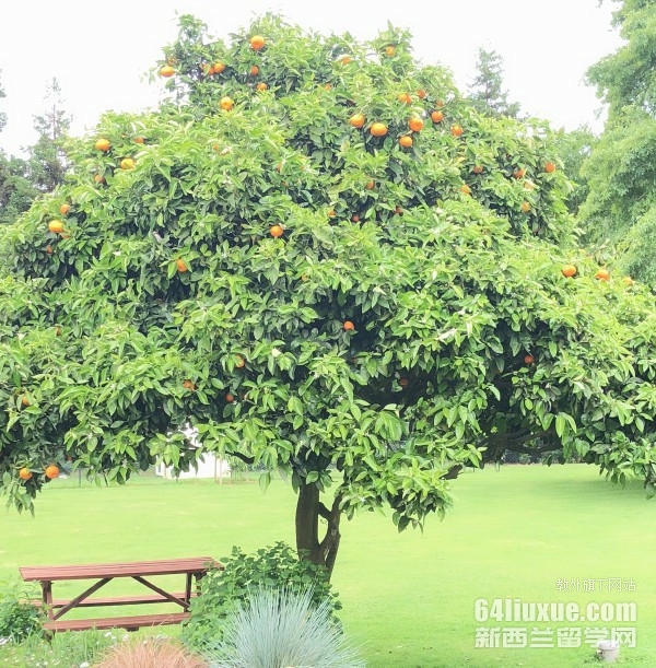 新西兰奥克兰大学留学一年费用